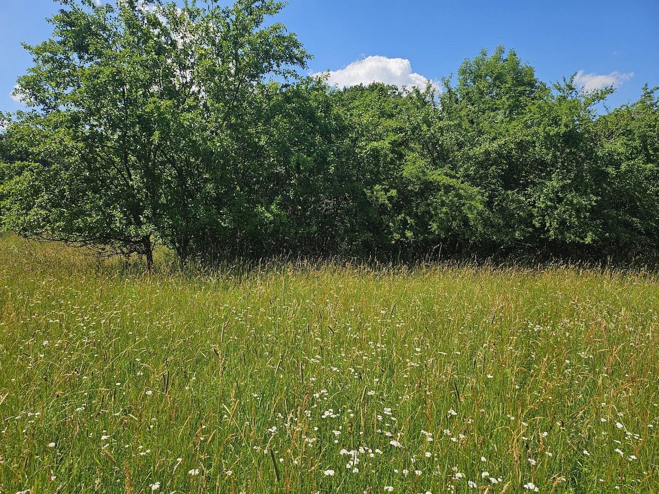 Louky, Boseň, okres Mladá Boleslav, Středočeský kraj - 2