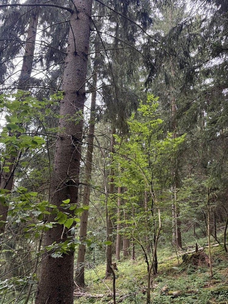 Les · Varnsdorf, okres Děčín, Ústecký kraj - 4