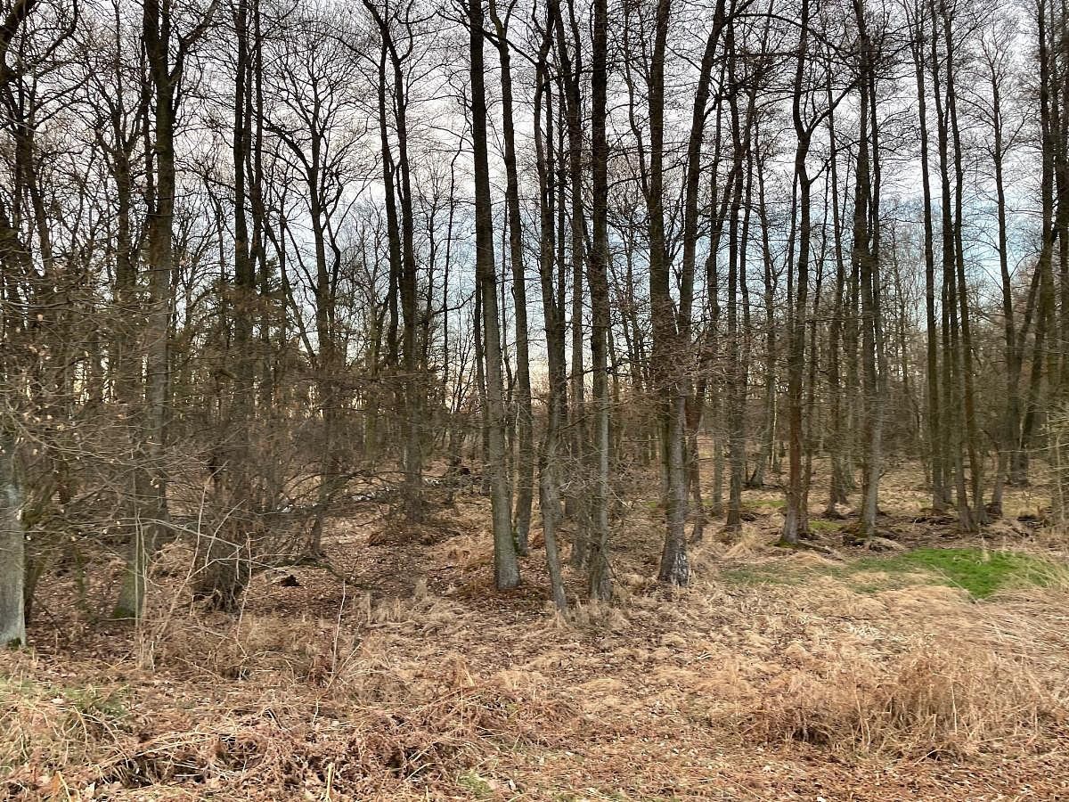 Pozemek · Černá u Bohdanče, okres Pardubice, Pardubický kraj - 4