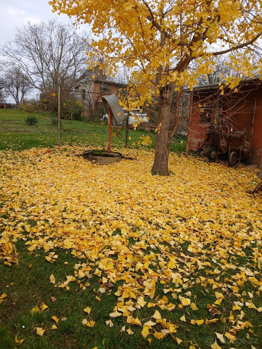 Pronájem zahrada - Zlín, 763 02