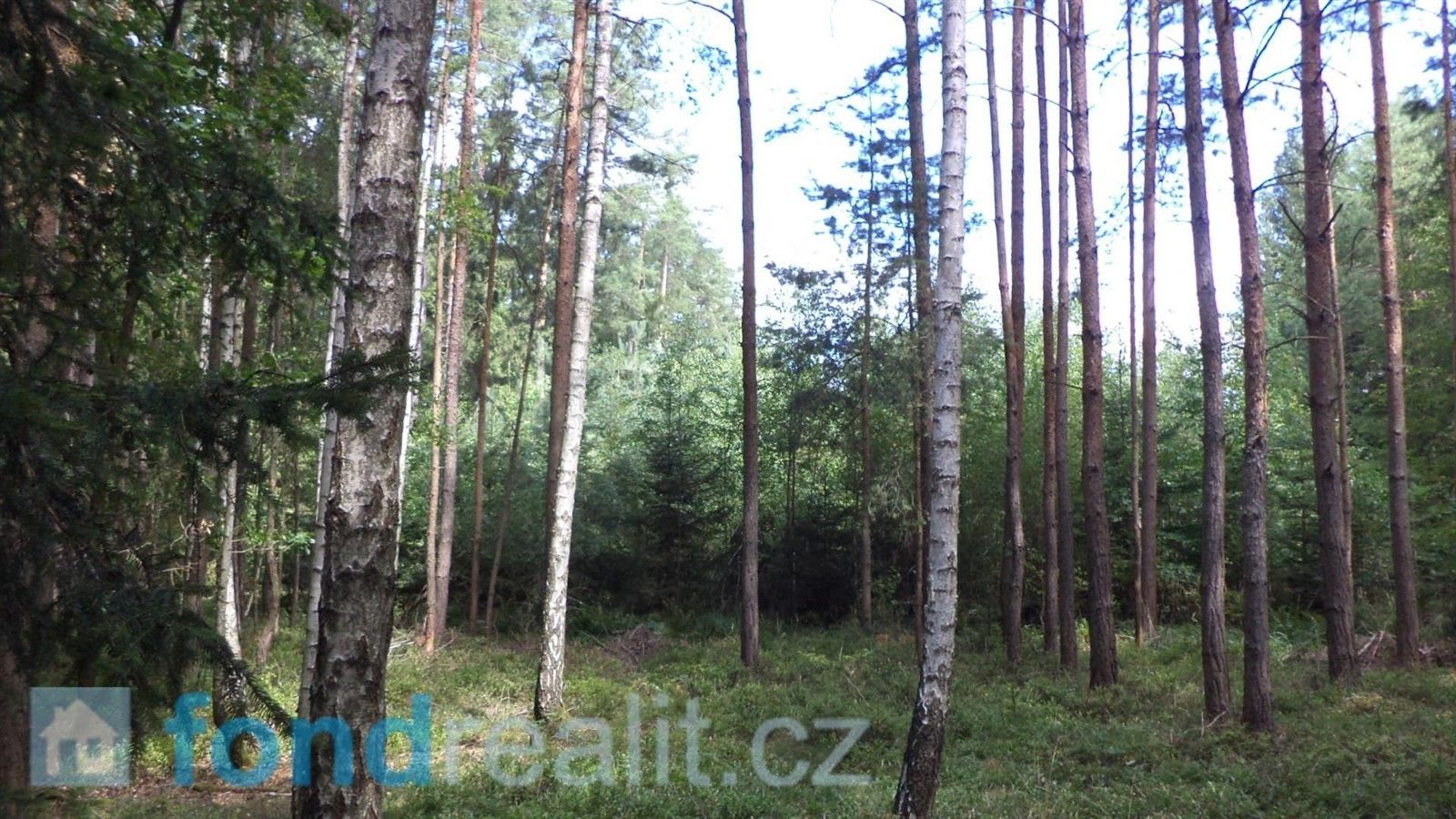 Prodej les - Černýšovice, 68 378 m²