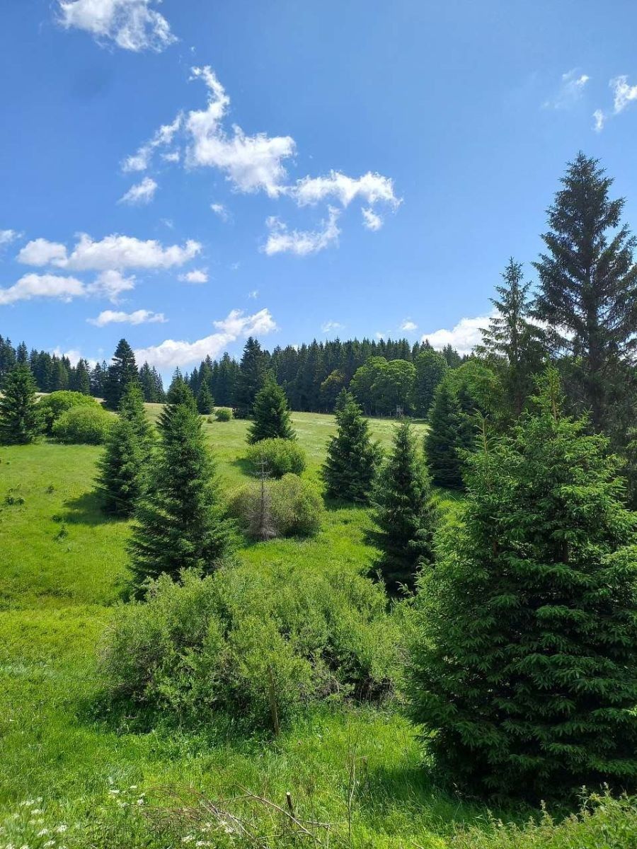 Chaty, Železná Ruda - Pancíř, Plzeňský kraj - 2