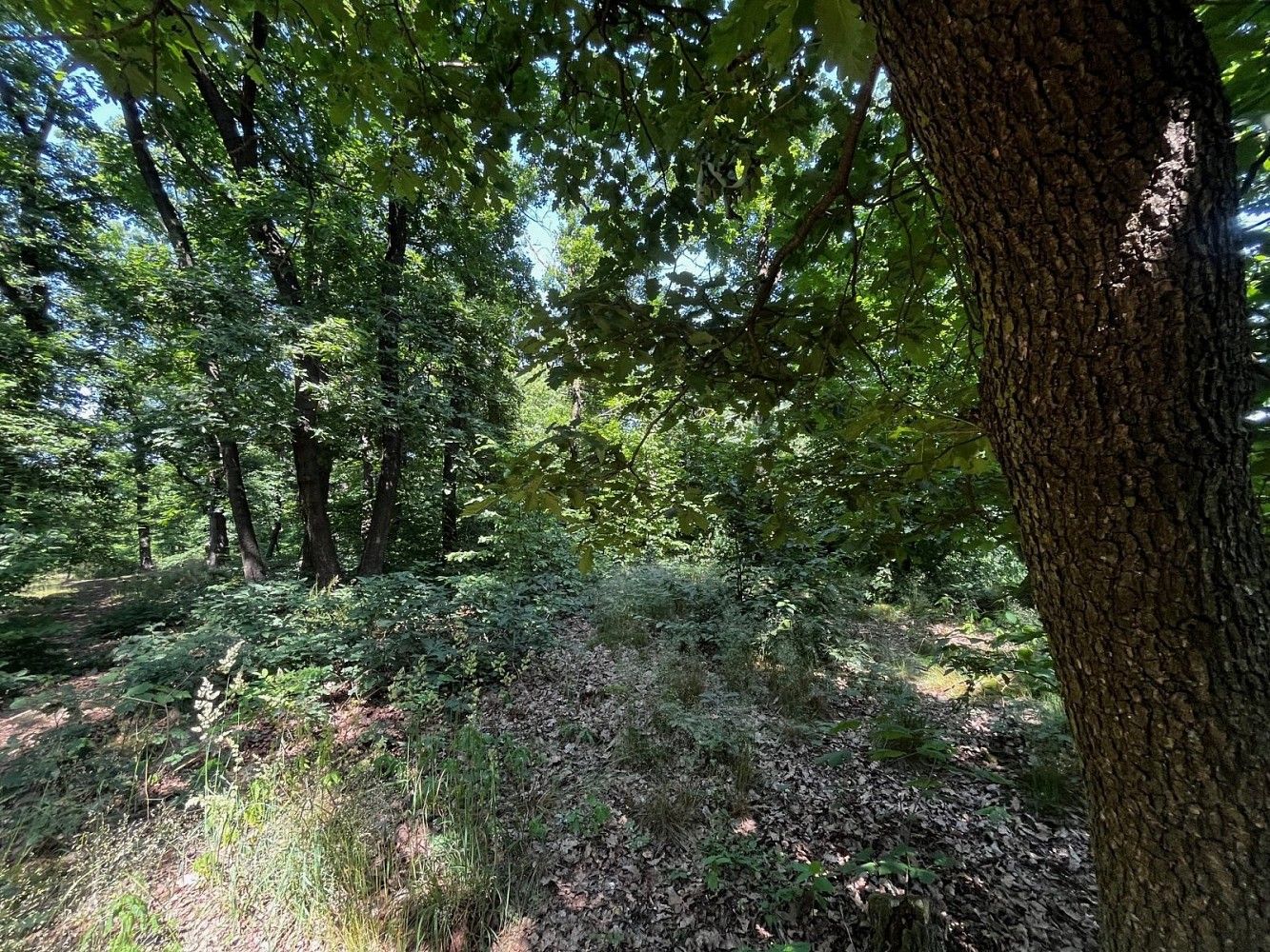 Prodej les - Zdiby - Přemyšlení, okres Praha-východ, Středočeský kraj - 5