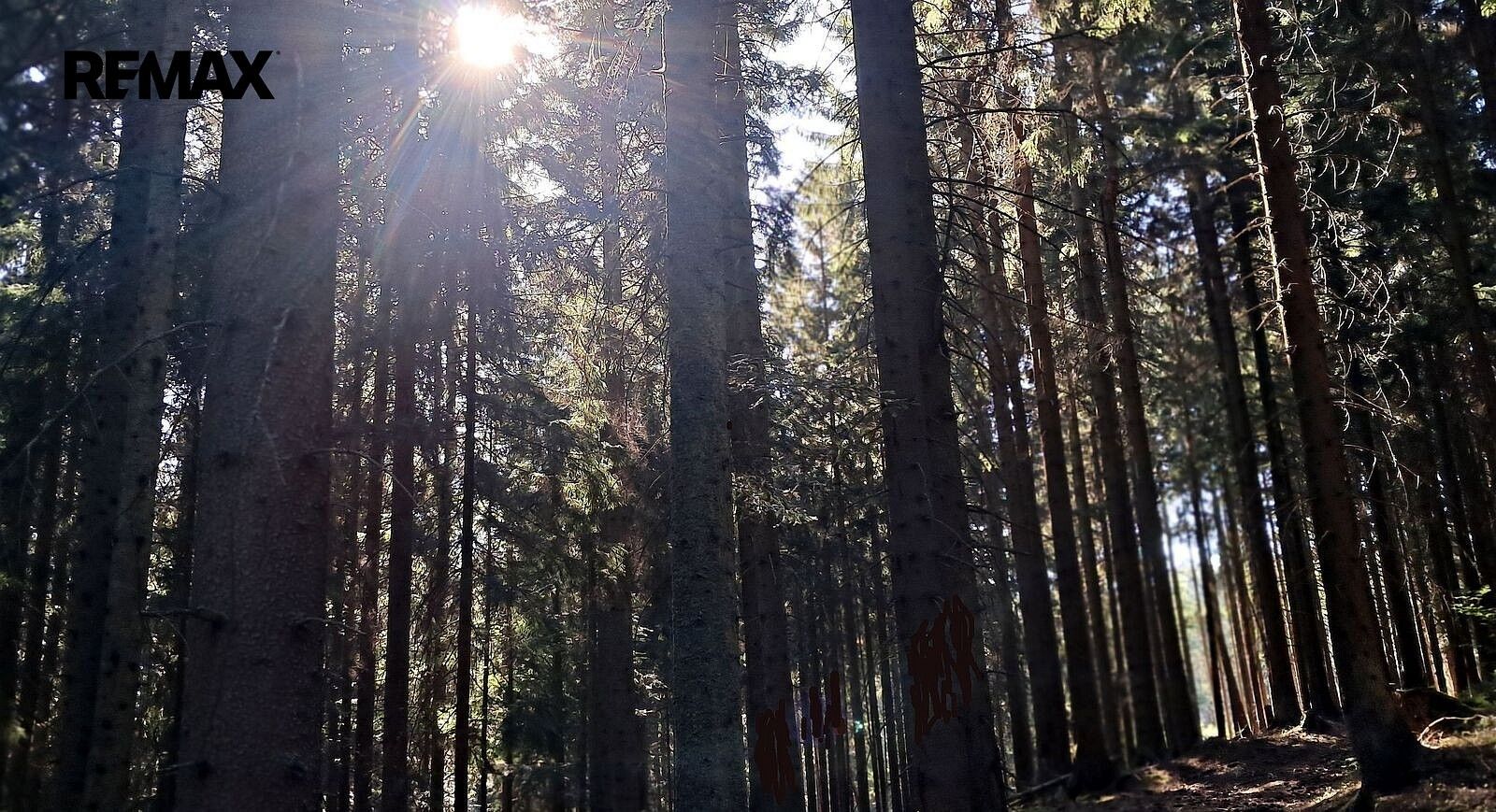 Les · Hlavňovice, okres Klatovy, Plzeňský kraj - 3