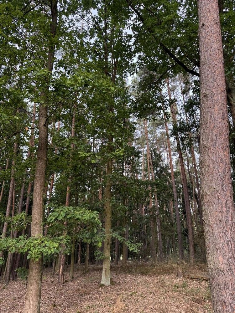Prodej les - Zruč-Senec - 5