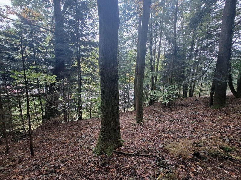 Les · Nové Město nad Metují, okres Náchod, Královéhradecký kraj - 3