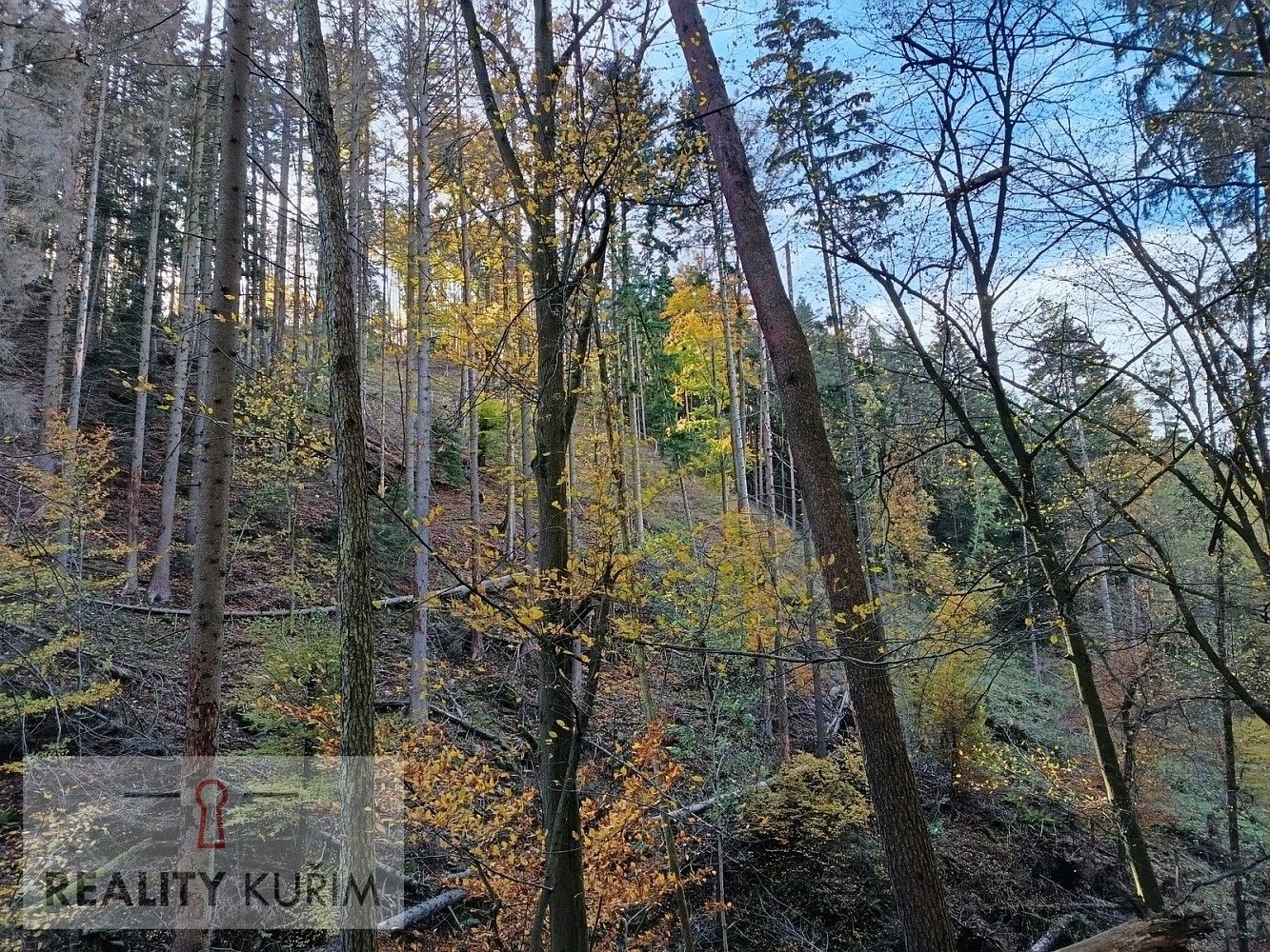 Les · Horní Loučky, okres Brno-venkov, Jihomoravský kraj - 3