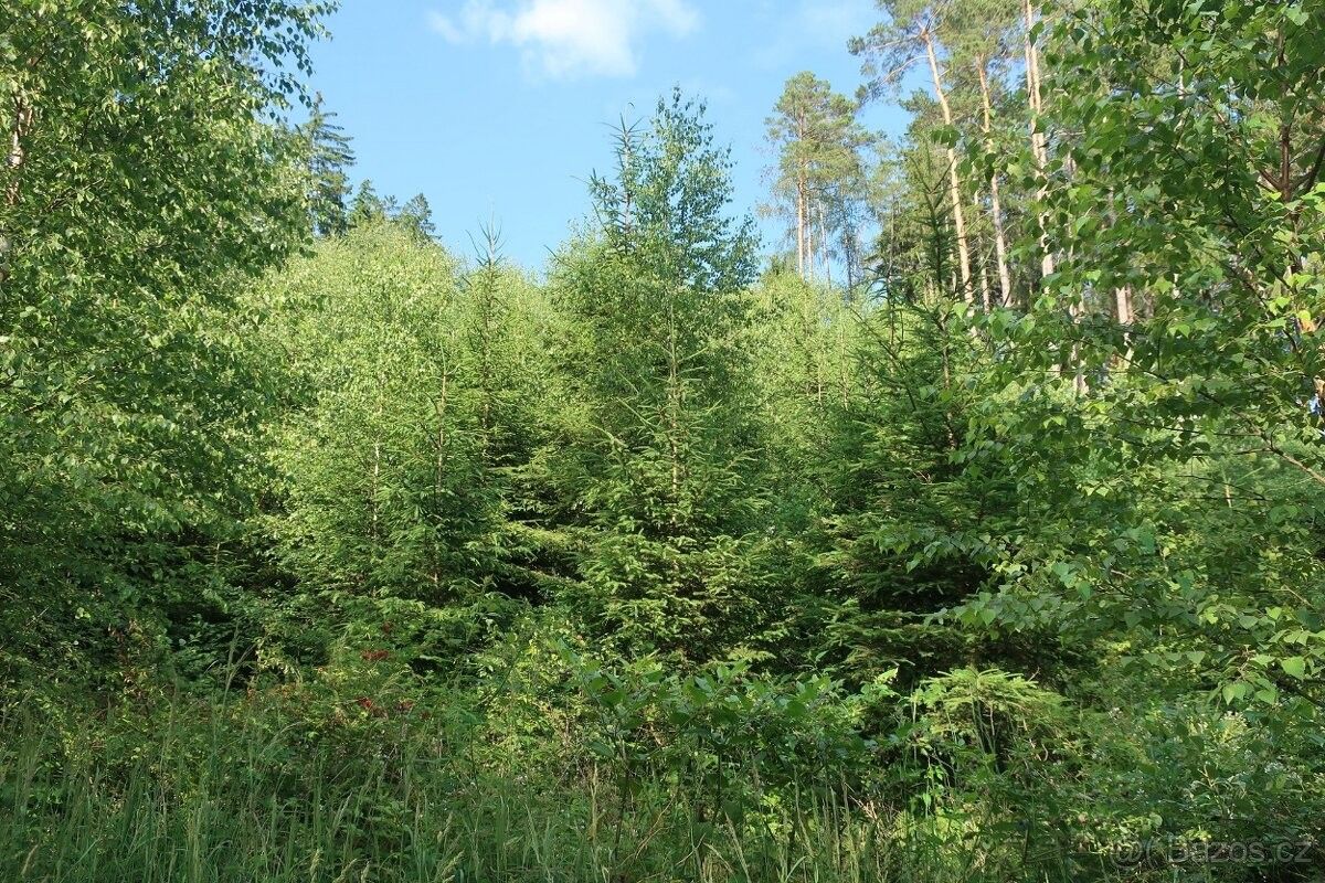 Lesy, Velké Opatovice, 679 63, 4 542 m²