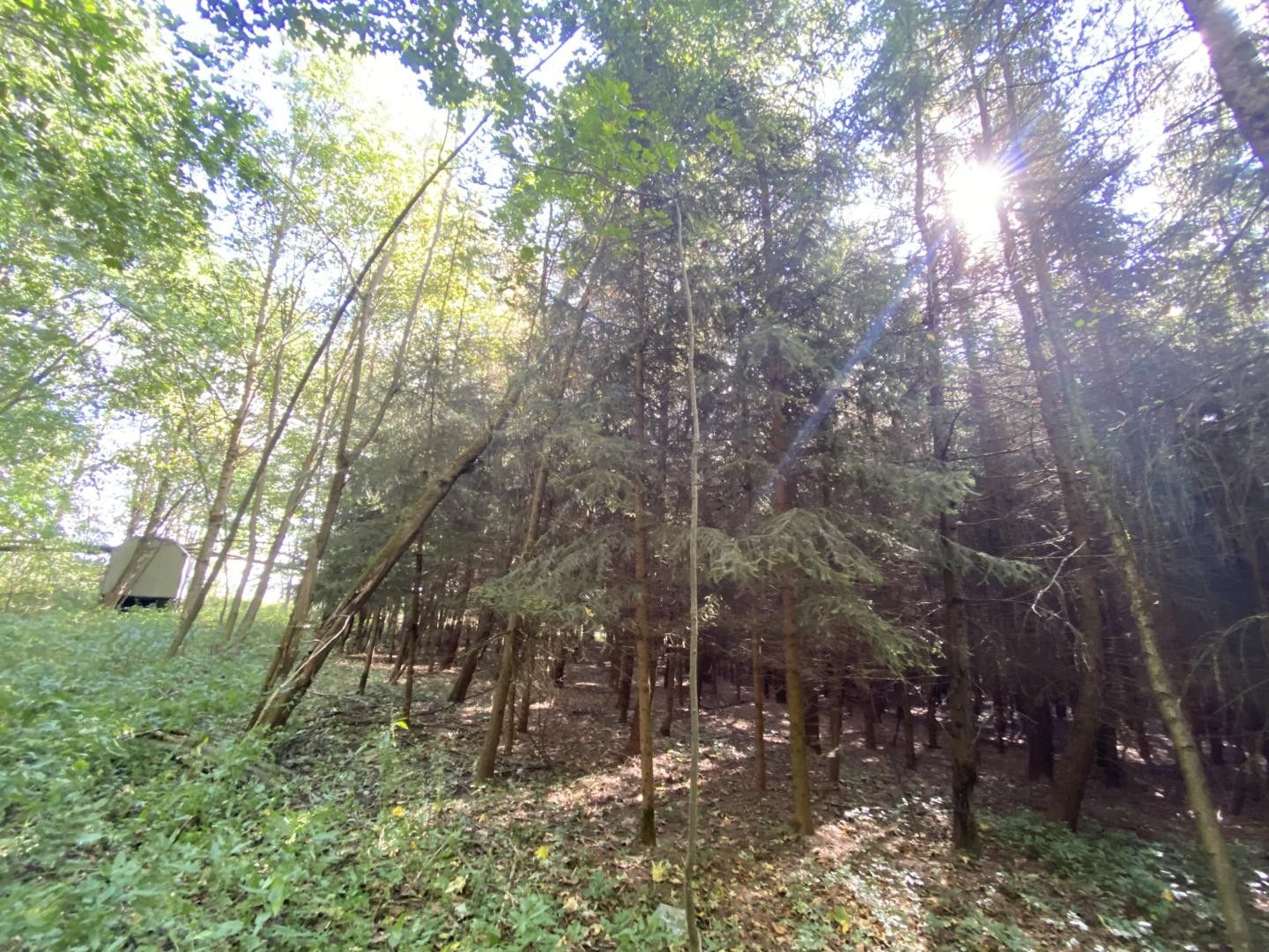 Lesy, Horní Lánov, Lánov