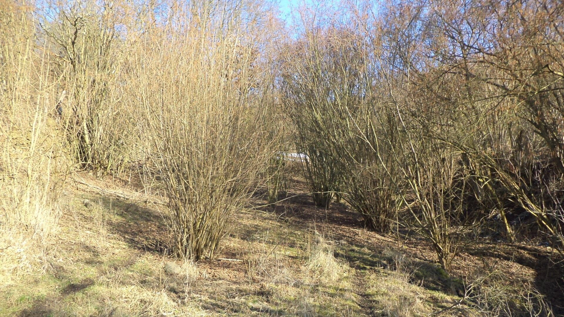 Zahrady, Trmice, 1 100 m² - 2