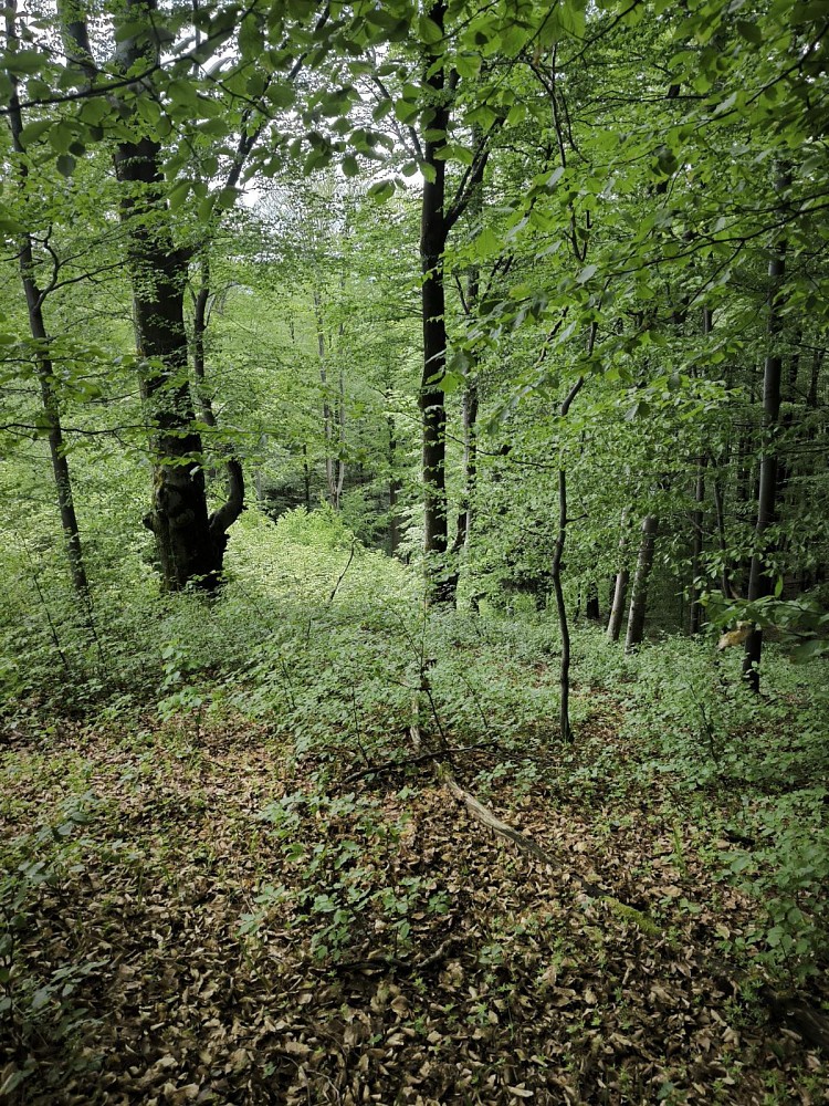Les · Nový Hrozenkov - Velešovice - 4