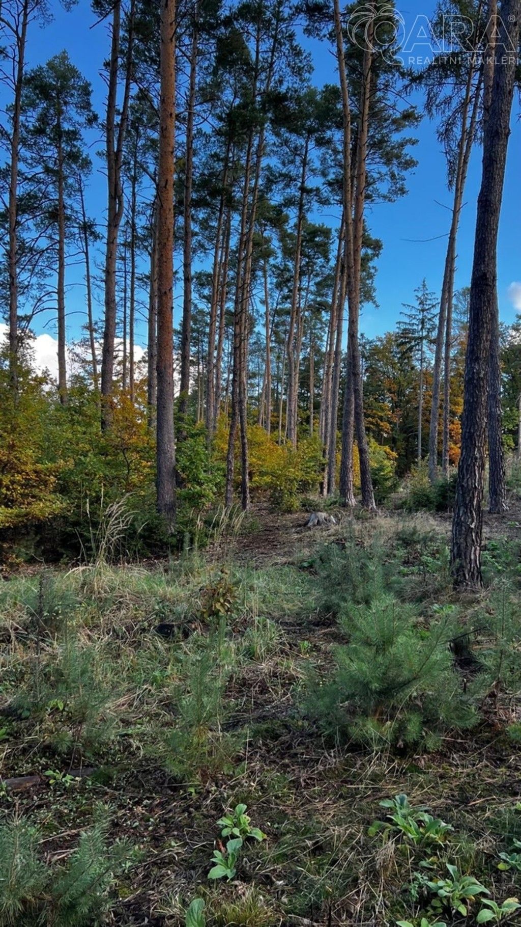 Prodej les - Štěchovice, 8 m²