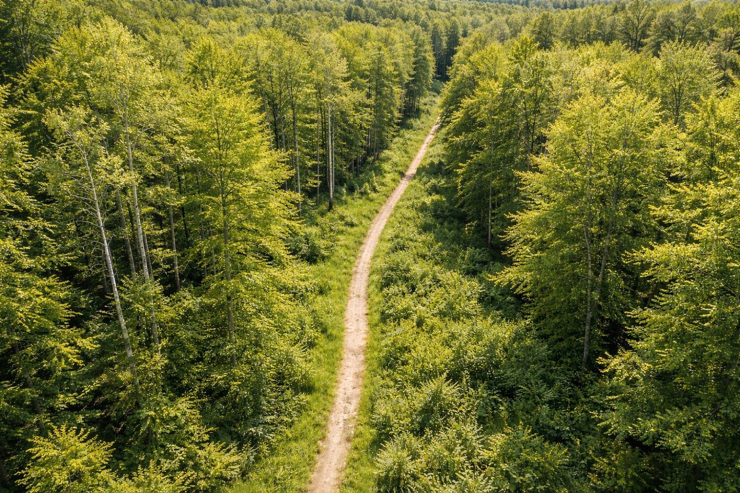 Prodej les - Staňkov, okres Domažlice, Plzeňský kraj - 2