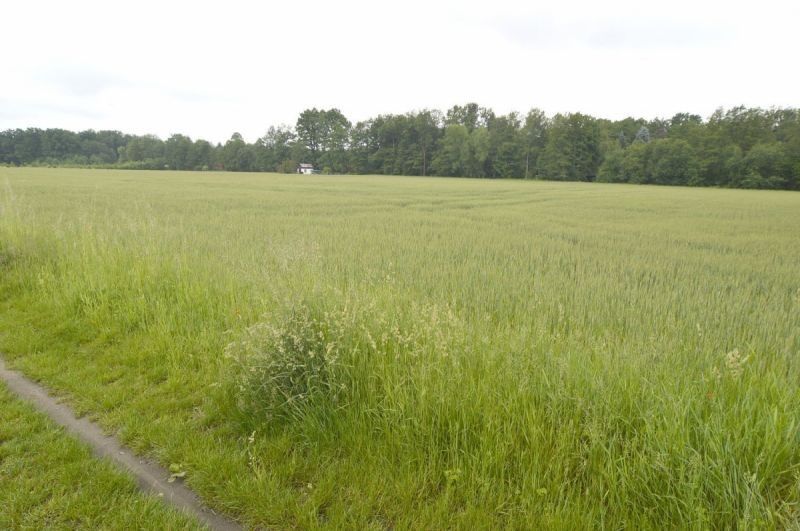 Prodej pozemek - Podboří  , Týniště nad Orlicí - 5