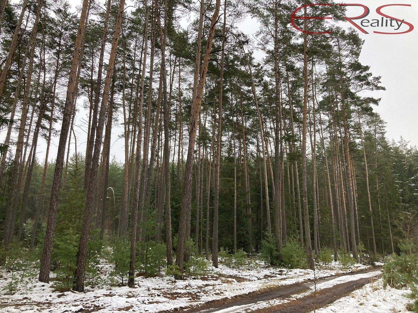 Prodej les - Plužná, okres Mladá Boleslav, Středočeský kraj - 5