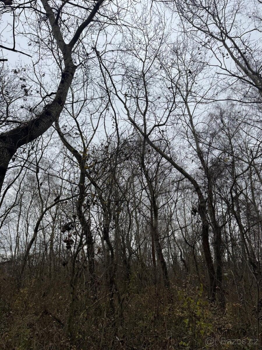 Prodej pozemek pro bydlení - Moravský Písek, 696 85