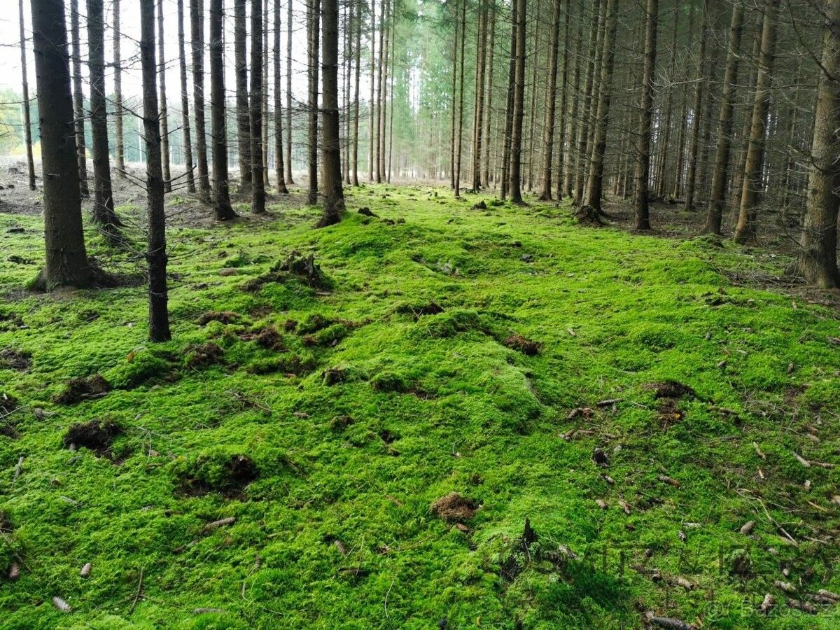 Pozemky pro bydlení, Nová Včelnice, 378 42