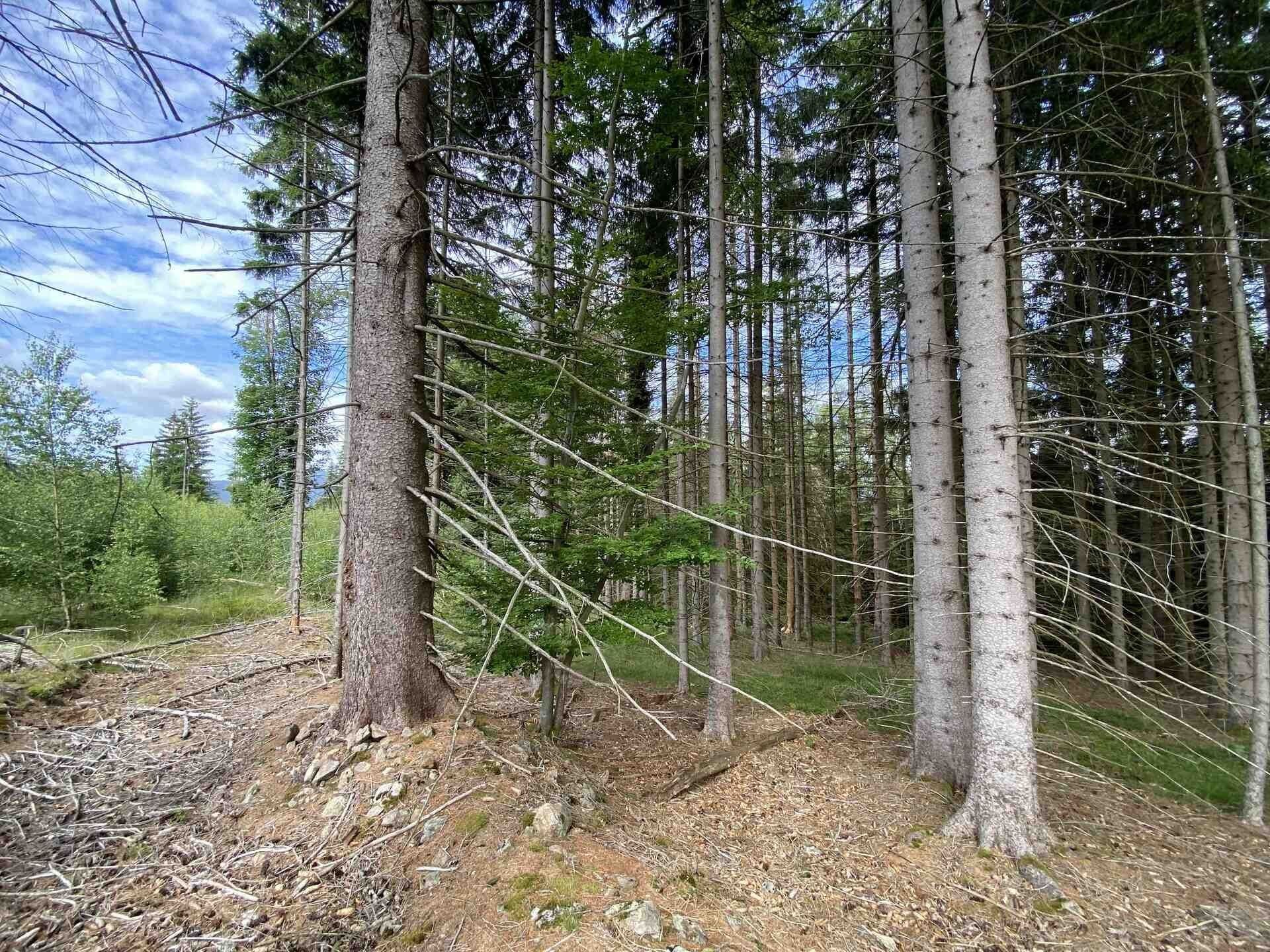Pozemek · 3 072 m² · Železná Ruda - 3