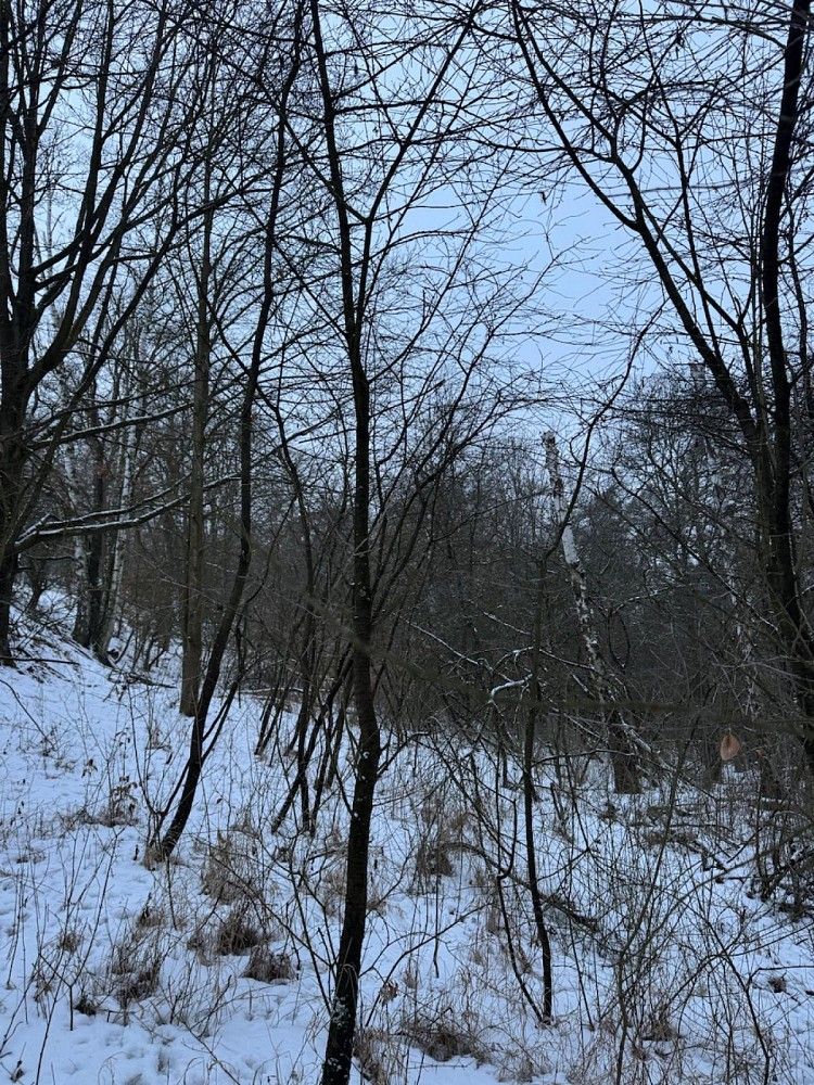 Prodej les - Holubice - Rybniště - 5
