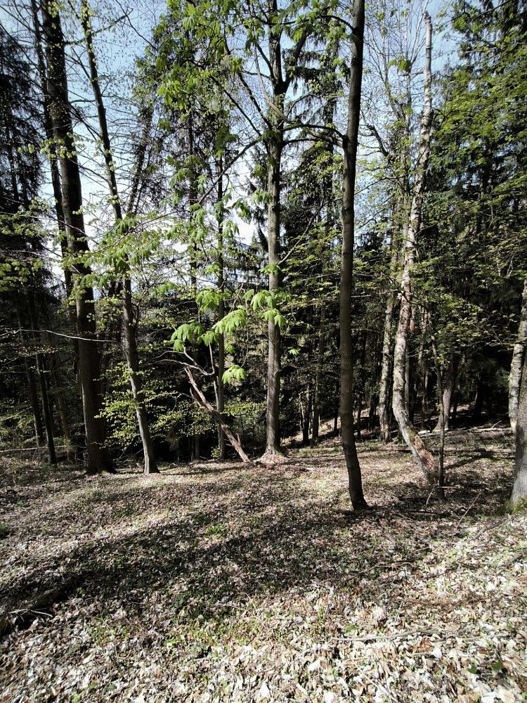 Prodej les - Dobřany, okres Rychnov nad Kněžnou, Královéhradecký kraj - 2