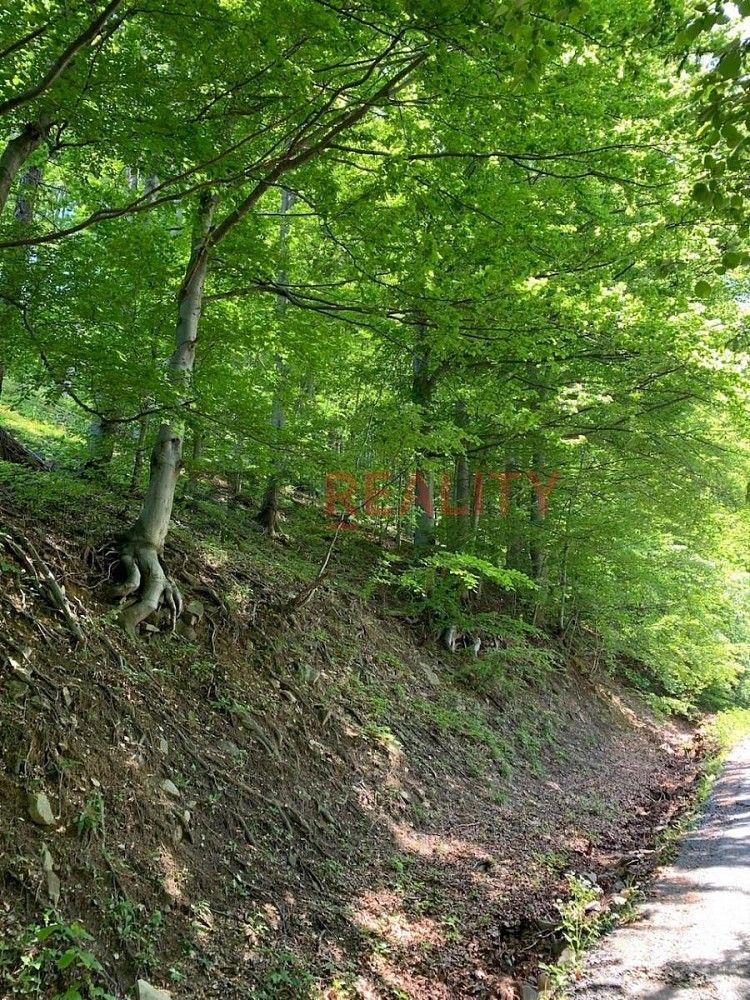Les · Třinec - Tyra, okres Frýdek-Místek, Moravskoslezský kraj - 3
