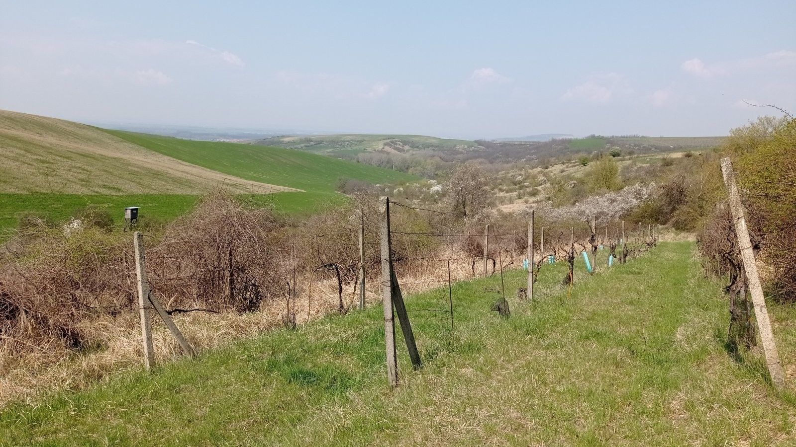 Prodej pozemek - Vrchní 1, Velké Němčice, 6 023 m² - 5