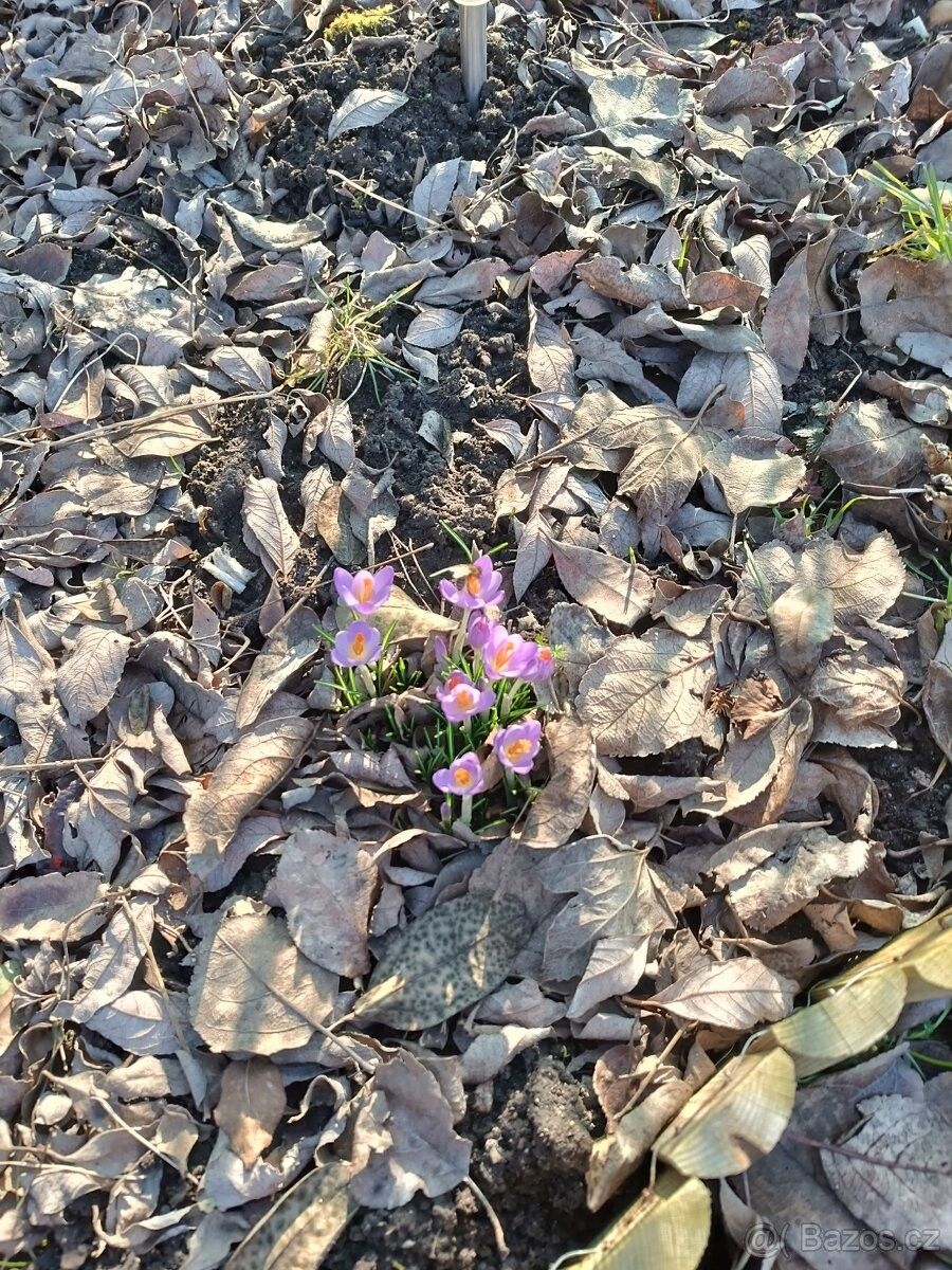 Zahrady, České Budějovice, 370 01