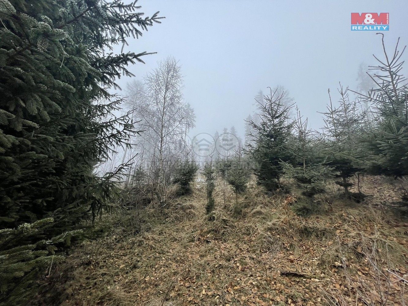 Lesy, Stará Paka, okres Jičín, Královéhradecký kraj - 1