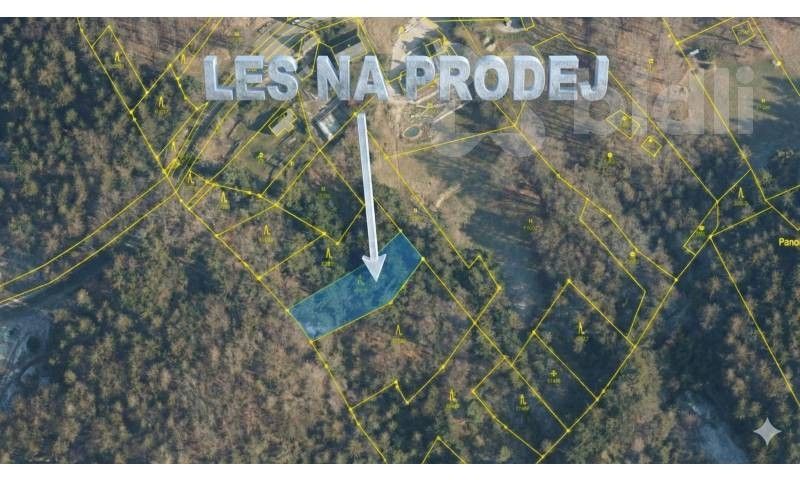 Prodej les - Šumburk nad Desnou, Tanvald