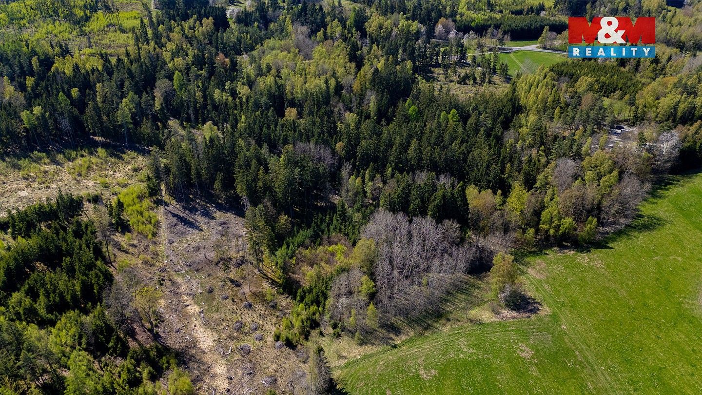 Les · Železný Brod, okres Jablonec nad Nisou, Liberecký kraj - 4