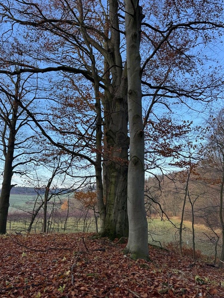 Lesy, Dzbel - Horní Bělá, okres Prostějov, Olomoucký kraj - 2