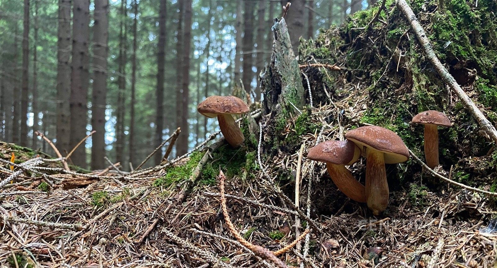 Prodej les - Morávka