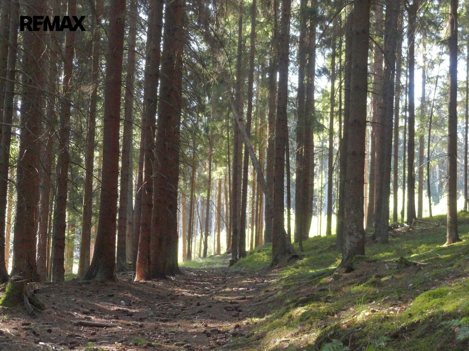 Lesy, Hlavňovice, 56 930 m² - 1