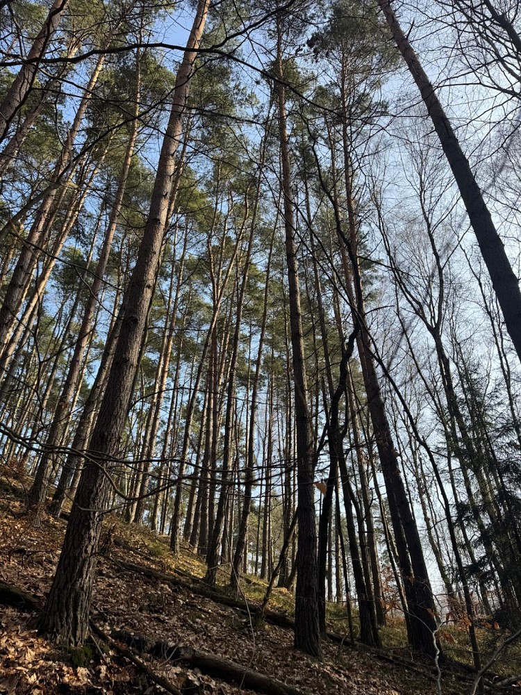 Prodej les - Nosálov - 5