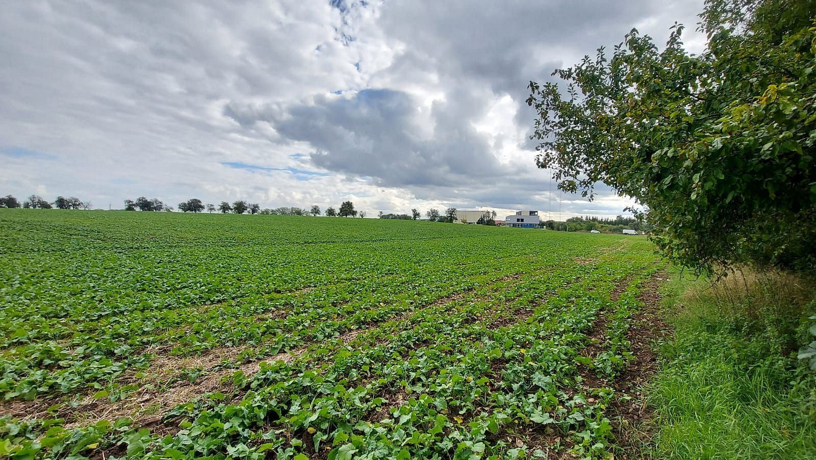 Pozemek pro bydlení · Český Brod - Liblice, okres Kolín, Středočeský kraj - 3