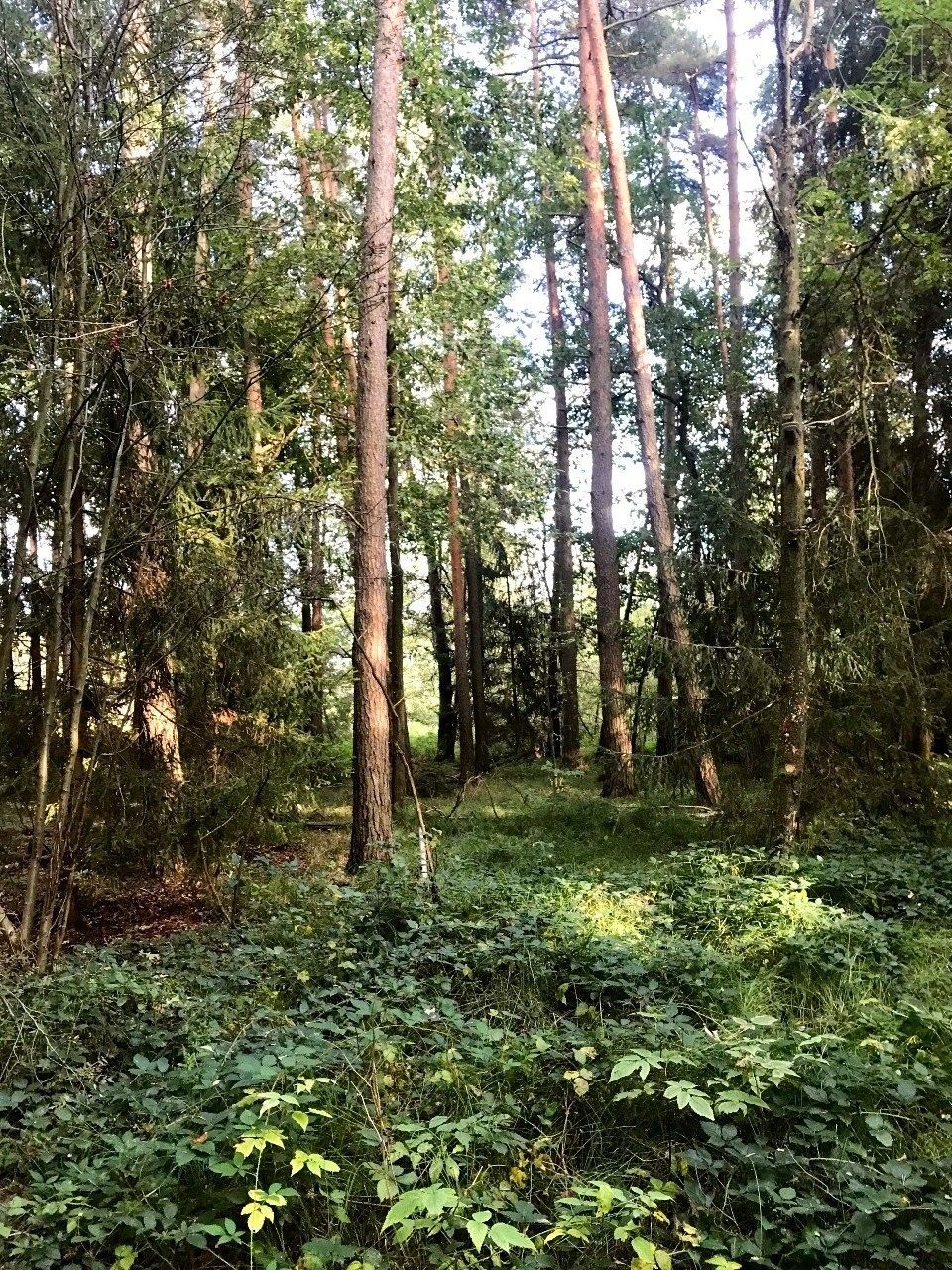 Lesy, Branná, Třeboň, 3 657 m²