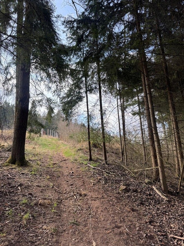Lesy, Suchovršice - Druztová, okres Trutnov, Královéhradecký kraj - 2