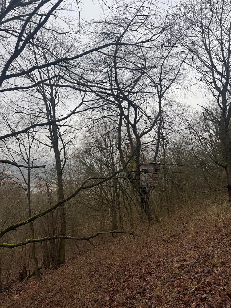 Les · Ryjice - 4