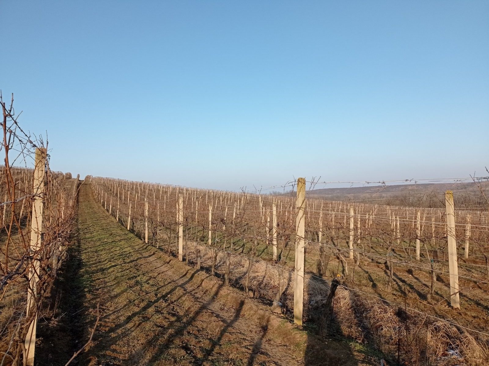 Prodej pozemek - Novosedly, 10 m²