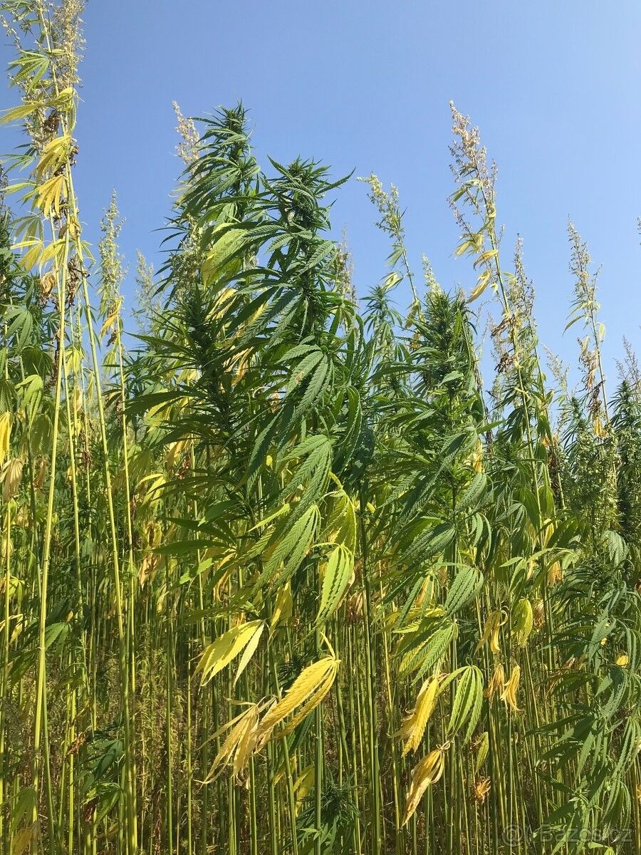 Ostatní, Tachov, 347 01, 400 000 m²