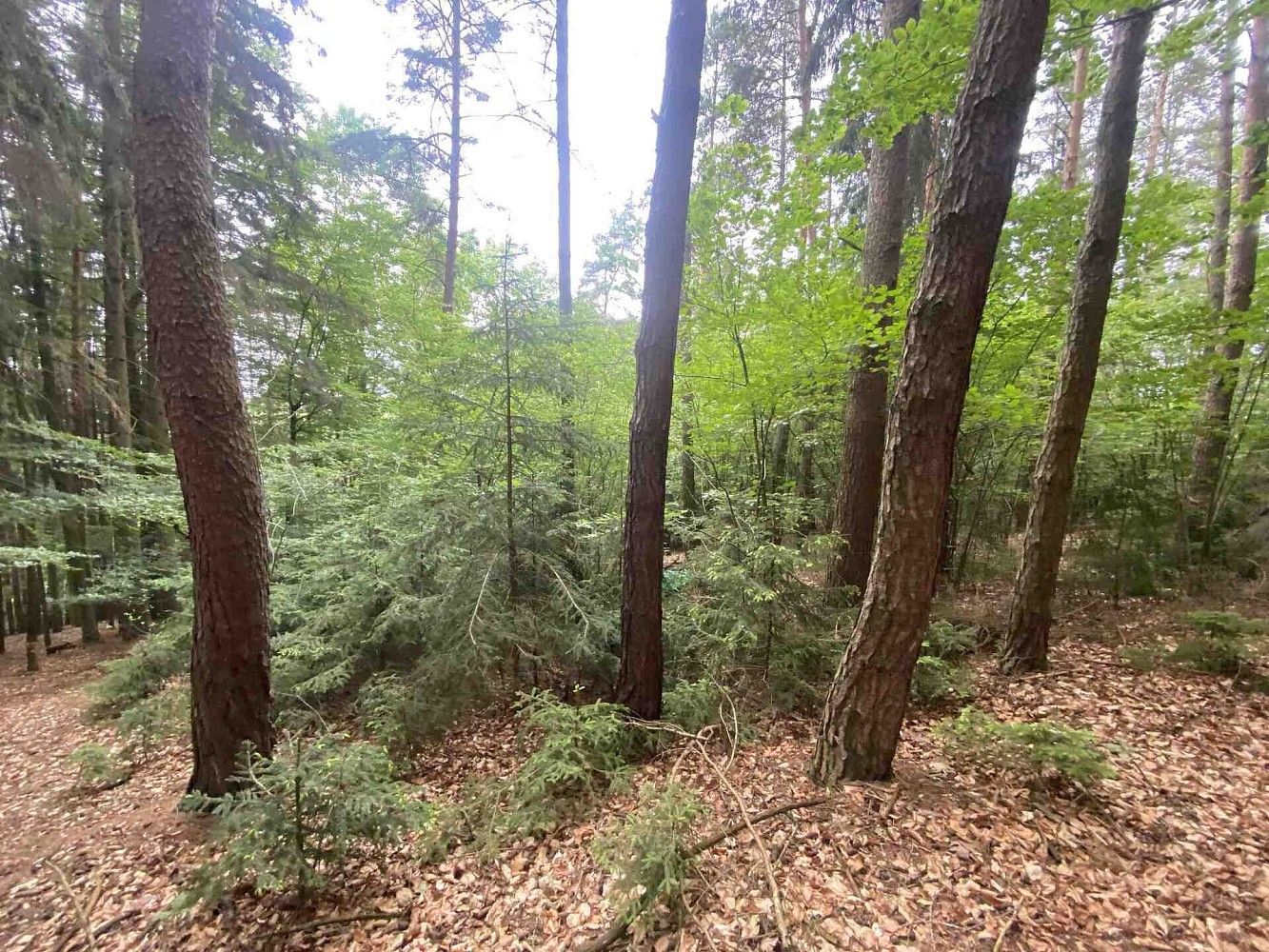 Les · Popovice, okres Benešov, Středočeský kraj - 1