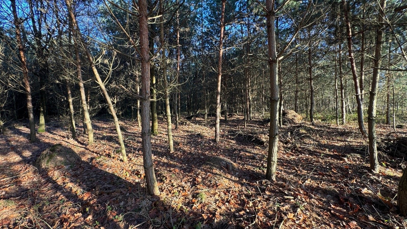 Les · 8 225 m² · Pardubice - 3