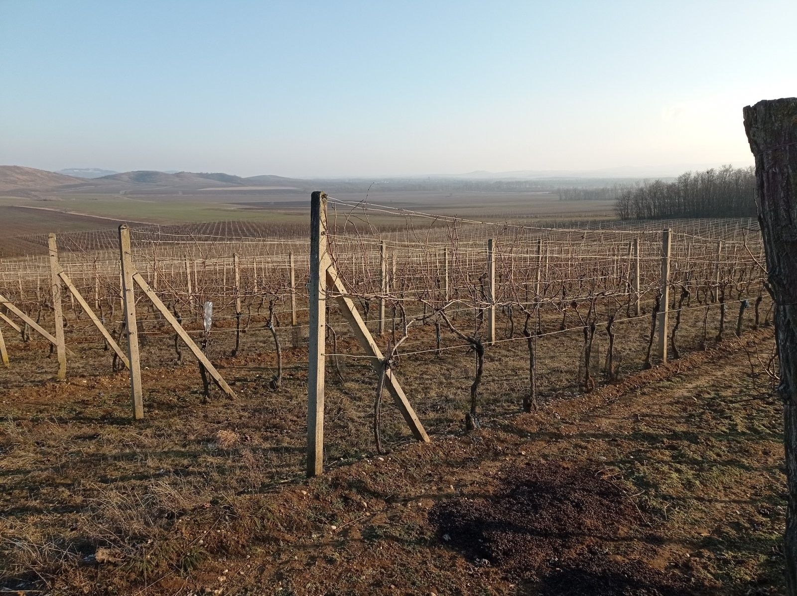 Prodej pozemek - Novosedly, 10 093 m² - 5