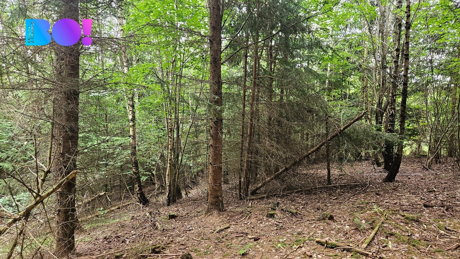 Les · 6 240 m² · Huslenky - 4