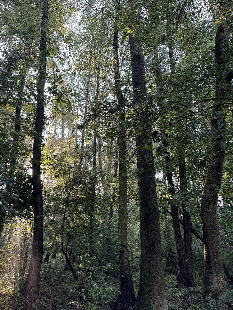 Pozemek · Vršovka - Dobříč - 4