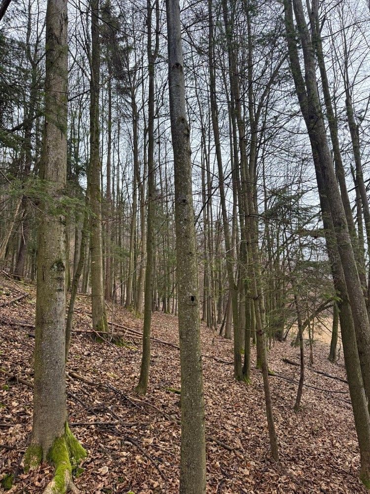 Les · Zděchov - Velešovice, okres Vsetín, Zlínský kraj - 4