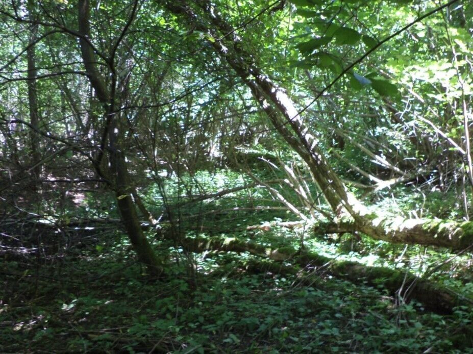 Prodej pozemek - Všeměry, Přídolí, 3 m²