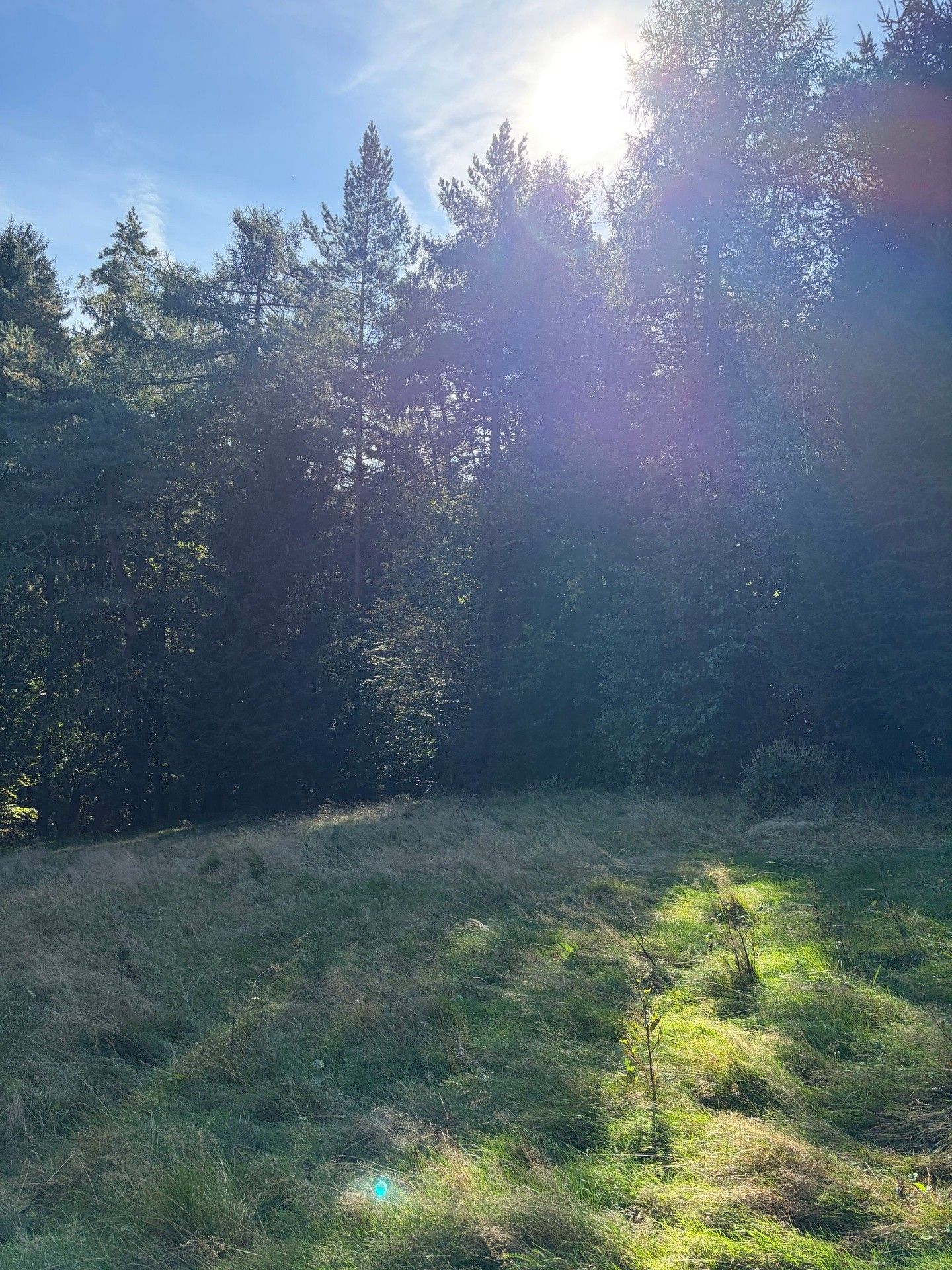 Pronájem zahrada - Frýdštejn, 2 057 m² - 2
