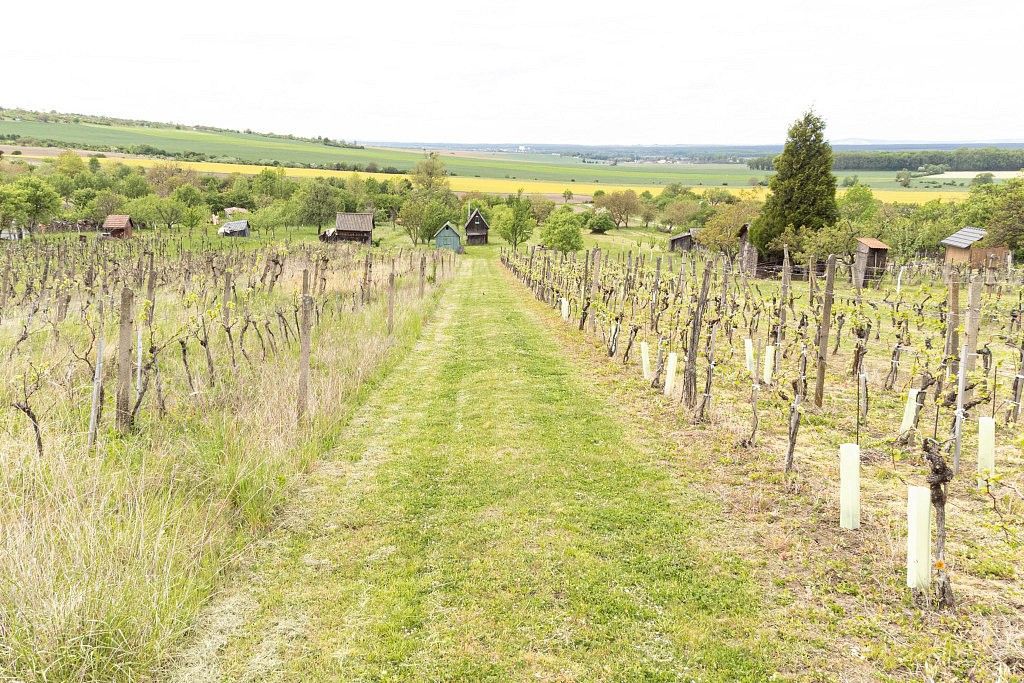 Prodej pozemek - Radějov - Bdeněves - 5