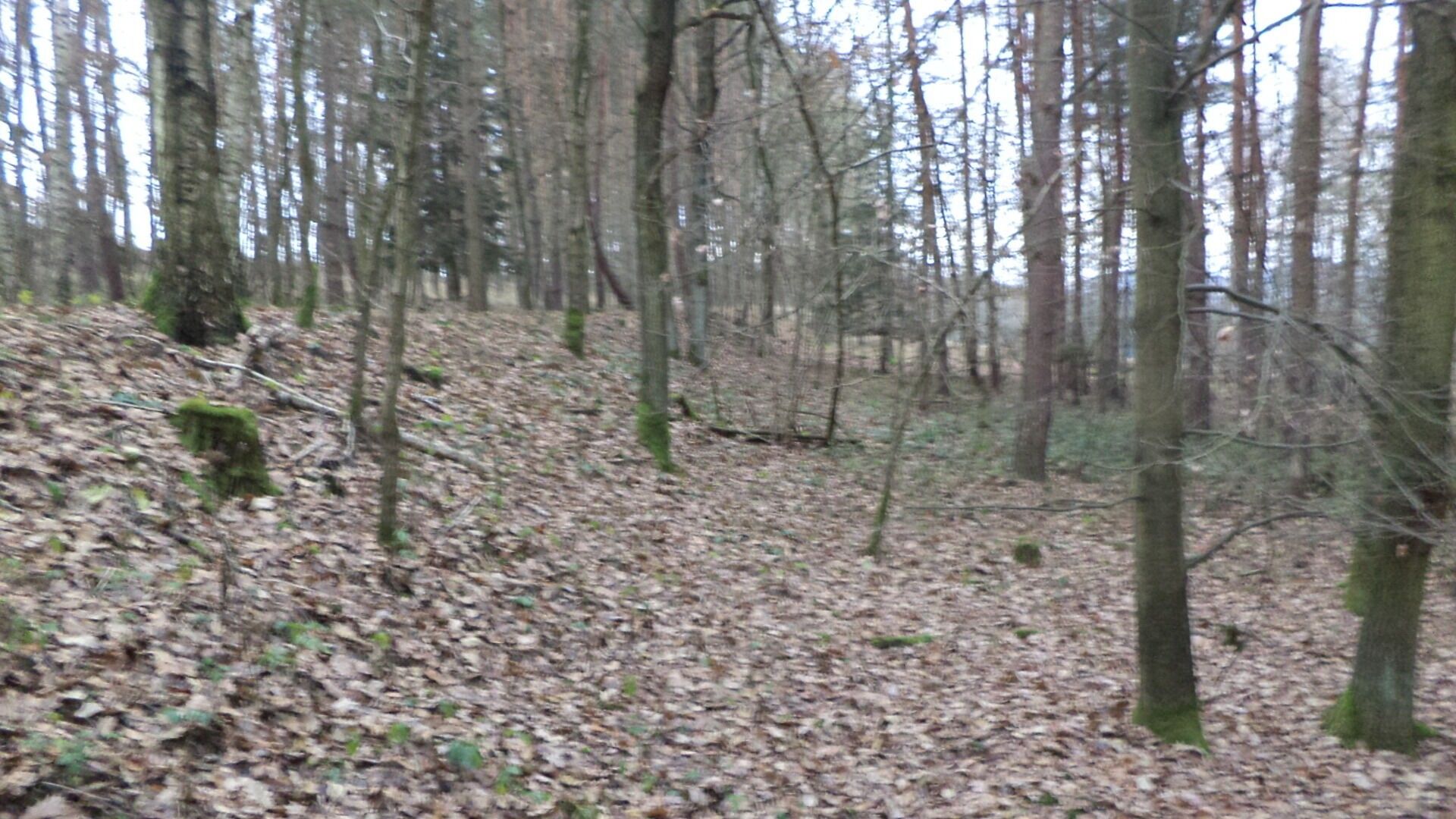 Lesy, Křečovice Nahoruby, 28 299 m² - 2